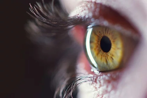 Retina