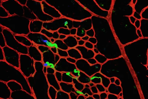 Cardiovascular system microscopy