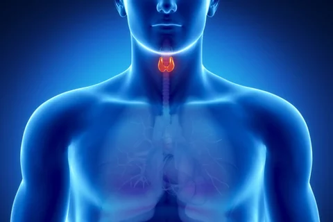 Hypothyroidism vs Hyperthyroidism Thyroid Organ Graphic