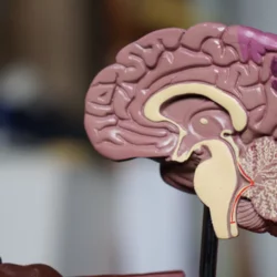 Neurologist vs. neurosurgeon - A brain surgeon's perspective and 3D model of a brain