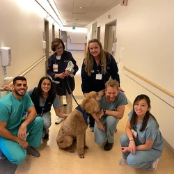 Animal Assisted Therapy Med Students With Dog