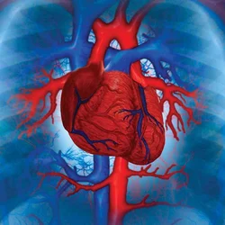 Being a Cardiologist Graphic of Human Heart