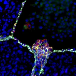 Emerging blood stem cells in aorta