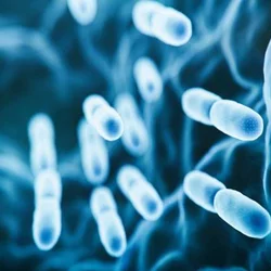 Gut bacteria may contribute to susceptibility to HIV infection
