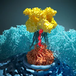 The virus HSV-1 causes cold sores
