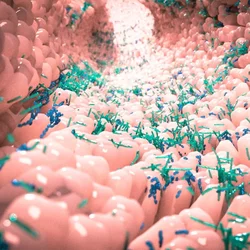 Microbiota
