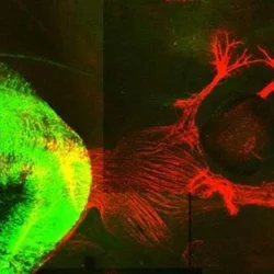 Microscopy image of neuron
