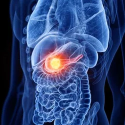 Pancreas on the human body