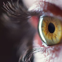 Retina