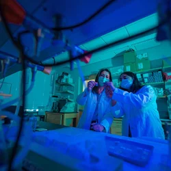 Study the immune system and how it contributes to disease