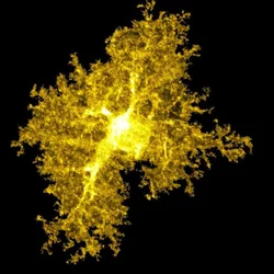 An astrocye from the striatum (Joselyn Soto)