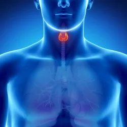 Hypothyroidism vs Hyperthyroidism Thyroid Organ Graphic