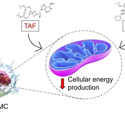  TAF and TDF directly reduce energy production by mitochondria