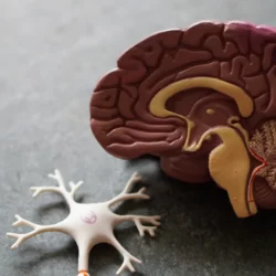 What is neurobiology? 3D Model of the Human Brain and Spinal Stem