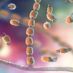 valley fever imagery