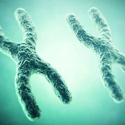 X chromosomes